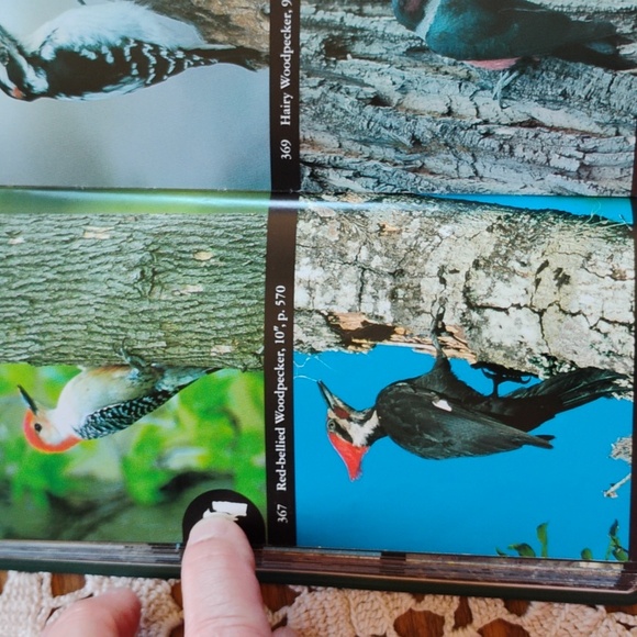 National Audubon Society Field Guide to North American Birds : Eastern Region EC - Picture 10 of 16